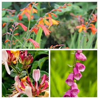 donegal
flowers