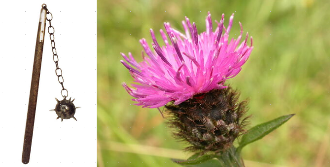 photo of knapweed with spiky
ball below flower, and medieval flail weapon with spiky ball on a chain