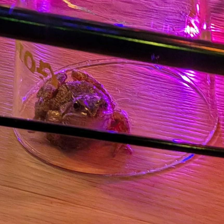 A slightly disgruntled Common Frog
under a pint glass