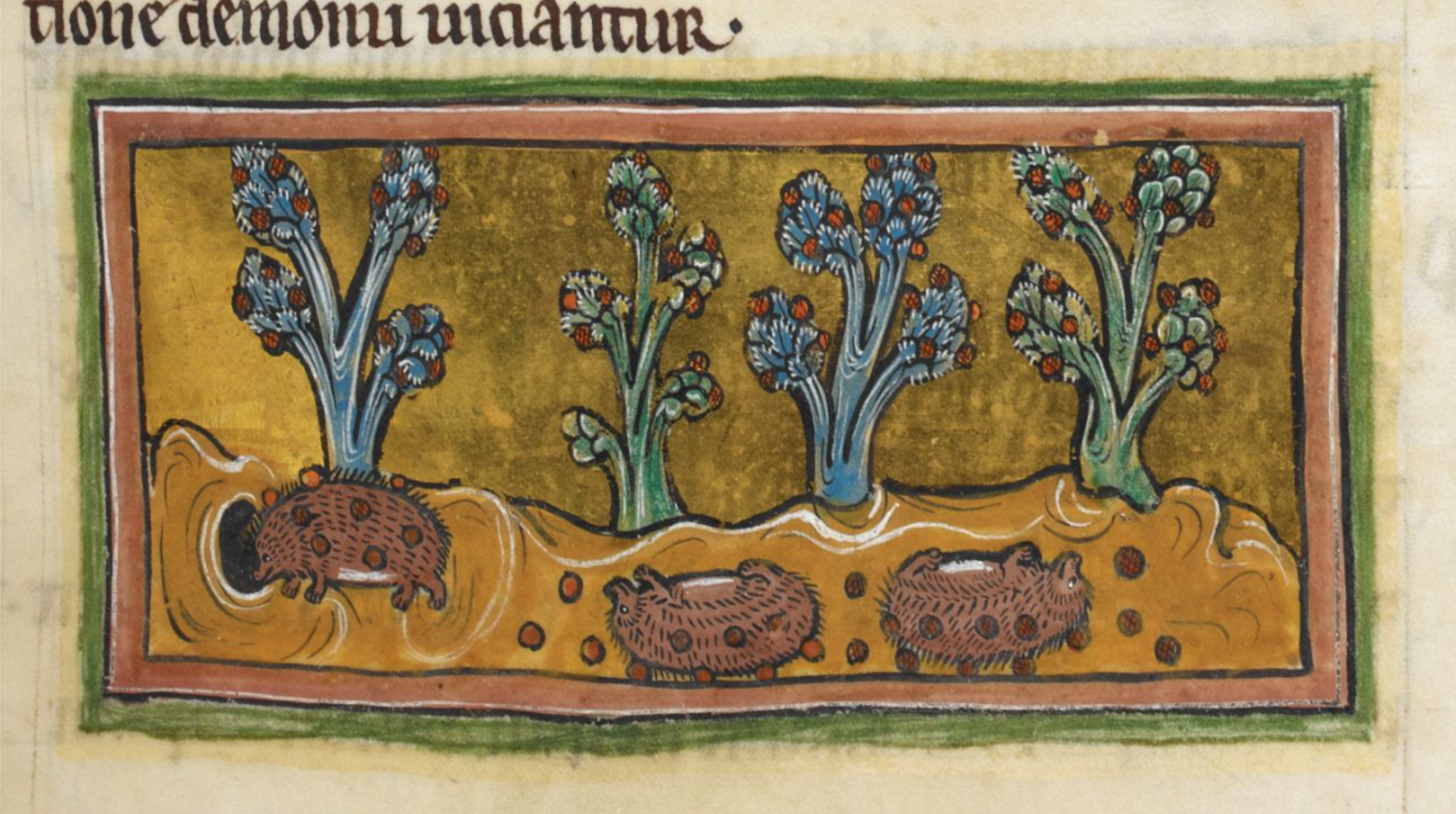 Medieval bestiary illustration
of hedgehogs rolling in apples and carrying them on their spines