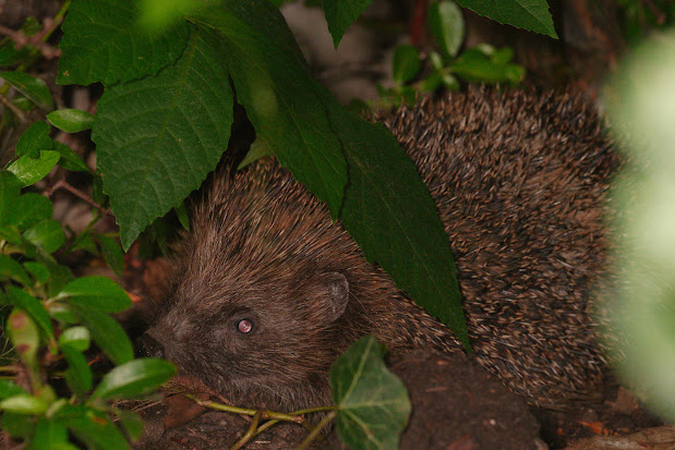A hedgehog in my garden at night
time